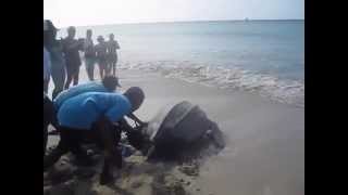 Large Leatherback Turtle on St Lucia Beach [upl. by Slorac847]