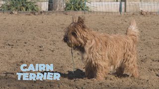 Cairn Terrier Dog Breed 101 [upl. by Hewitt]