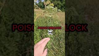 Beware of Poison Hemlock and Water Hemlock when foraging [upl. by Middlesworth]