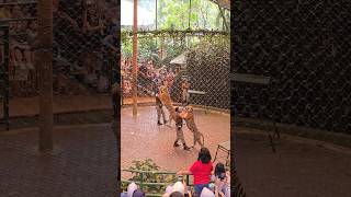 Pertunjukan Sirkus Tari Harimau Sumatera Taman Safari Bogor  Tiger circus dance thejungle [upl. by Loutitia]