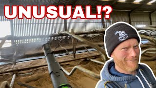 DISINFECTING WITH A LEAF BLOWER Bringing Cattle In Part 2 [upl. by Ailad]