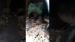 New hatchlings and 3 6 day old chicks farm birds chicken [upl. by Agle]