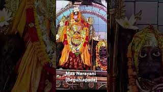 Maa Narayani beguniapada ytshorts love devotion peace [upl. by Udele377]