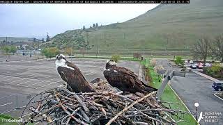 Hellgate Osprey 512024 [upl. by Naenaj]