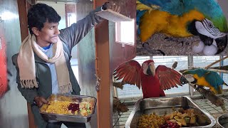 African Grey amp Macaws Continuous Breeding Progress At Our New Breeding Farm [upl. by Jacquette652]