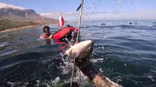 Camps Bay Highlights  Spearfishing  Hottentot [upl. by Benisch]