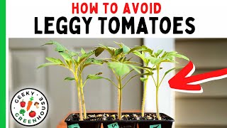 Leggy Tomato Seedlings  Tips For Stronger Plants  Geeky Greenhouse [upl. by Sudoeht]