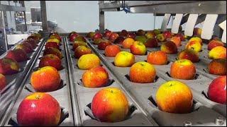 Automated fruit processing technology from harvest to packaging  heavy machinery [upl. by Aikemit]