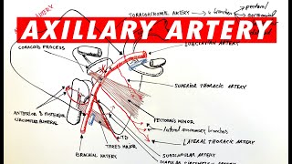 Anatomy  Axillary artery branches [upl. by Ahsened]