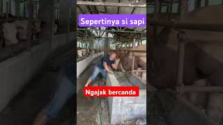 Kandang sapi naedygantenk9269 [upl. by Evyn618]