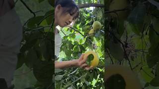 Grapefruit Harvest  Daily Life Thuy dailylifeThuy grapefruitharvest [upl. by Winzler]