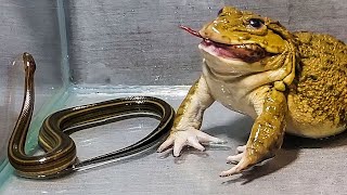 Wow Asian Bullfrog With Water Snake and Frog  What will happen [upl. by Ellora585]