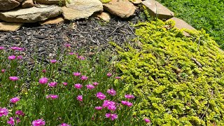 Delosperma Coopers Ice Plant Evergreen flowering Ground cover [upl. by Yetsirhc]