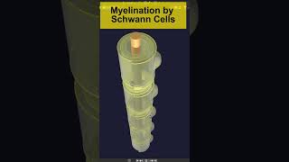 3D Myelination in PNS by Schwann cells Animation  Visual Lecture shorts biology [upl. by Aneetak]