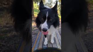 Arriva luibello bello 😅🥰 jago bordercollie cane divertente [upl. by Fasano]