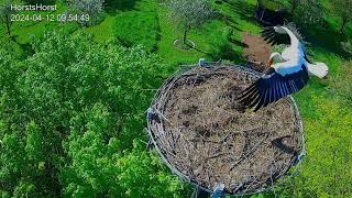 Storchennest HorstsHorst  Storch nimmt Reißaus vor Nilgans  12042024 [upl. by Einafit]