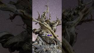 The Oldest Living Tree in the World shorts trending facts nature [upl. by Shiau927]