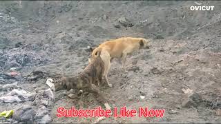 Dog Mating  कुत्ते का संभोग वीडियो insects founder [upl. by Aikahs]