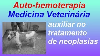 Sucesso da AUTOHEMOTERAPIA como tratamento veterinário em cão [upl. by Assirram]