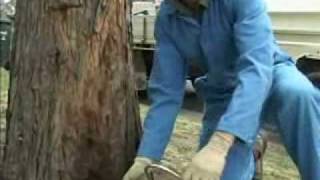 Tree termite nest control [upl. by Wsan]