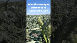 Why first brought artichokes to Castroville Ca realestate montereyrealtor livinginmonterey [upl. by Cirtemed]