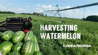 Harvesting Watermelon FLGA [upl. by Maro790]