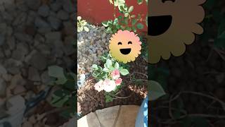 Rosinha linda no meu jardim🌹 memes humor rosas [upl. by Macfarlane]