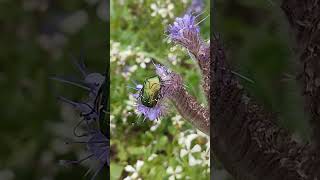 Golden Cetonia  Cétoine Dorée nature insect phacelia spring flower gardening  france [upl. by Zeph]