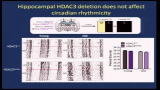 Cognitive Aging Summit III  Dr Marcelo Wood  Circadian Gene Regulation by Histone Deacetylation [upl. by Cal]