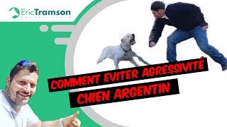 Chien méchant  les Molosses attaquent [upl. by Warrin]