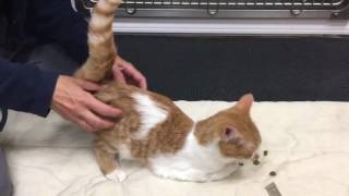 Feline Cerebellar Hypoplasia Physical Rehabilitation update 2 [upl. by Winthorpe]