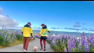 Lupine Flowers of Homer Alaska 绚烂的鲁冰花海 [upl. by Sucramd]