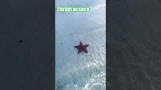 Starfish on shore at 🇯🇲 trending nature beach jamaica water starfish viralvideo shorts [upl. by Eniluap]