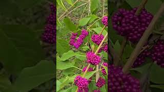 Beautyberry Season [upl. by Vano]