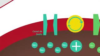 03 POTENCIAL DE ACCIÓN NEURONAL [upl. by Ardnaeed]