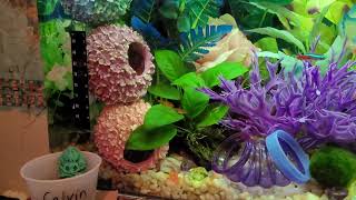 Betta Sorority 29 Gallon SeaClear Tank Aquarium Tips Purple Pink Blue Freshwater Female Betta Tank [upl. by Inaoj]