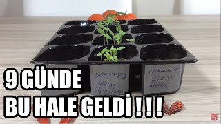 DOMATES ÇİMLENDİRME EN HIZLI METOD ve SONRASI EKİM Serpiştirme tomato [upl. by Noerb]