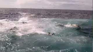 Panama Tuna Fishing Frenzy [upl. by Jordan]