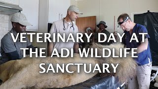 VETERINARY DAY AT THE ADI WILDLIFE SANCTUARY [upl. by Penland]