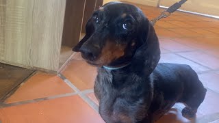 MINI DACHSHUND KNOWS HOW TO MAKE HIMSELF UNDERSTOOD [upl. by Vel]