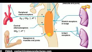 PHYSIOLOGY  REGULATION OF RESPIRATION  PHYSIOLOGY LECTURES  RESPIRATORY SYSTEM [upl. by Charleton]