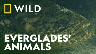 Meet the Animals of the Everglades  Unexplored Americas  National Geographic WILD UK [upl. by Nimajnab]