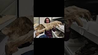 Andrewsarchus urzeit tiere paleontology prehistoric animals biologie zoologie paläontologie [upl. by Lednahc]