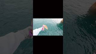 GROUPER FISH kuwait الكويت ZENAQofficial MudAndWavesTV SeaFalconLure fishing DJI [upl. by Lisetta]