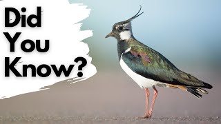 Things you need to know about LAPWINGS [upl. by Auburta]