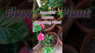 Azalea Camellia Shorts I Camellia japonica I permanent flowering plant [upl. by Nivets]