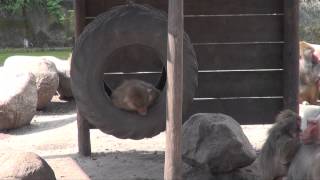 DierenPark Amersfoort 2014 Mantelbavianen Part 2 [upl. by Ogu]