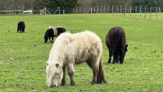 Versailles 🇫🇷 versailles france farm marieantoinette animals Hameau de la Reine hameaureine [upl. by Ardnued]