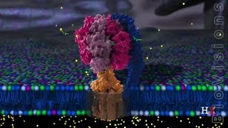 ATP Synthase Structure [upl. by Burleigh]