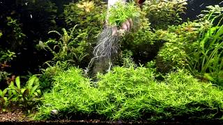 Star Grass Aquarium Plant [upl. by Dafna356]